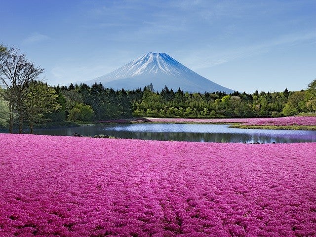 ■【山梨】山梨満載☆春満開☆関東最大級・芝桜の祭典「富士芝桜まつり」と山梨ブランド食材を使った贅沢ランチ＆デザート食べ放題！癒しのハーブ庭園散策＆野菜詰め放題体験も♪1