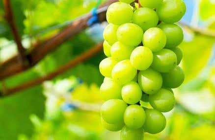 【早割30】[横浜発]大・大・大人気！シャインマスカット狩り食べ放題＆『桔梗信玄餅詰め放題』体験！ハイジの村庭園散策やワイナリー見学＆試飲体験等日帰りバスツアー（ランチバイキング付）