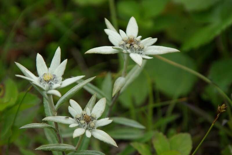 【群馬県内発】 往復・稚内空港利用！花のベストシーズンに行く利尻・礼文・稚内３日間　花ガイドとめぐる花の楽園（利尻・礼文島の温泉に２泊）3