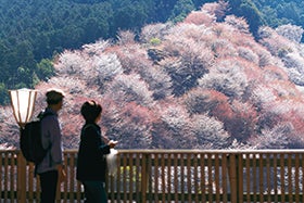 三宮・西宮　発
滞在時間3時間！世界遺産　吉野千本桜3