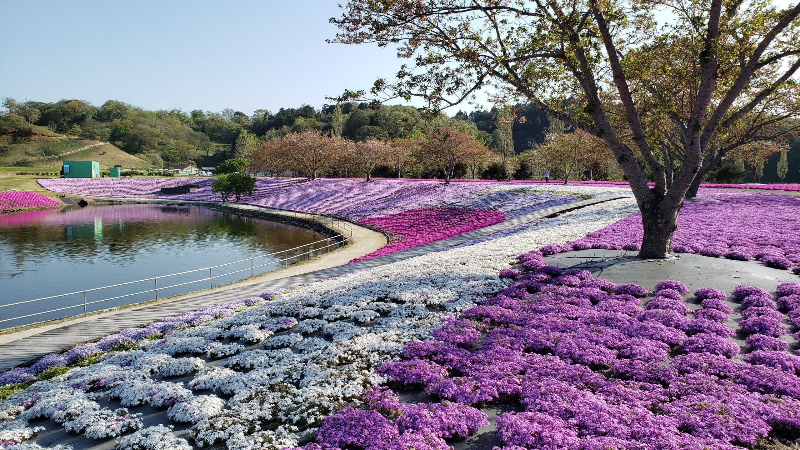 【勝田台発】4月恒例企画！大多喜たけのこ狩りといちご狩り＆芝桜観賞＜コースNo.26-1003-D＞（京成トラベル）3