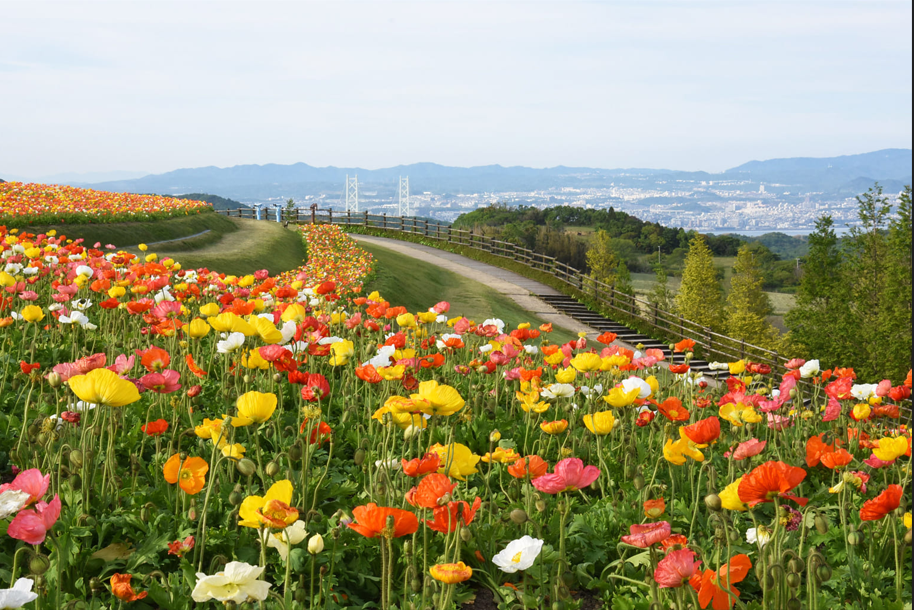 【岡山発着】　淡路島産生しらす御膳2