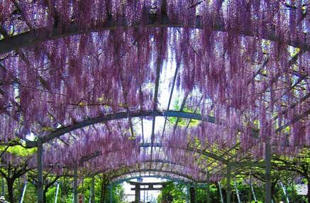 【大分・かんたん・北浜・別府発】 山田日吉神社の大藤棚・日輪寺35,000株のツツジ・幻花アイラトビカズラ　春の熊本花三景　日帰り