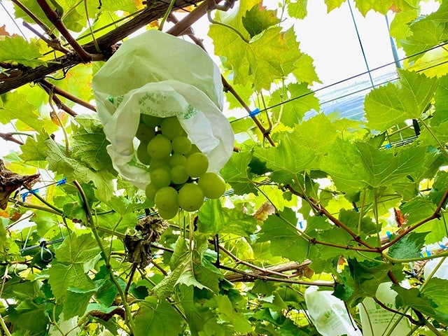 ■【和歌山県】秋のしあわせ、ぎゅっと詰め込みました👏シャインマスカット1房狩り＆8種ぶどう食べ比べ！うれしいお土産付き♪熊野牛すき焼き膳のごほうび旅🌟2