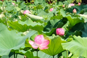 【宇都宮・佐野発着】お腹いっぱい！海鮮食べ放題と風情あふれる小田原城ハス散策＆名産かまぼこ買物3