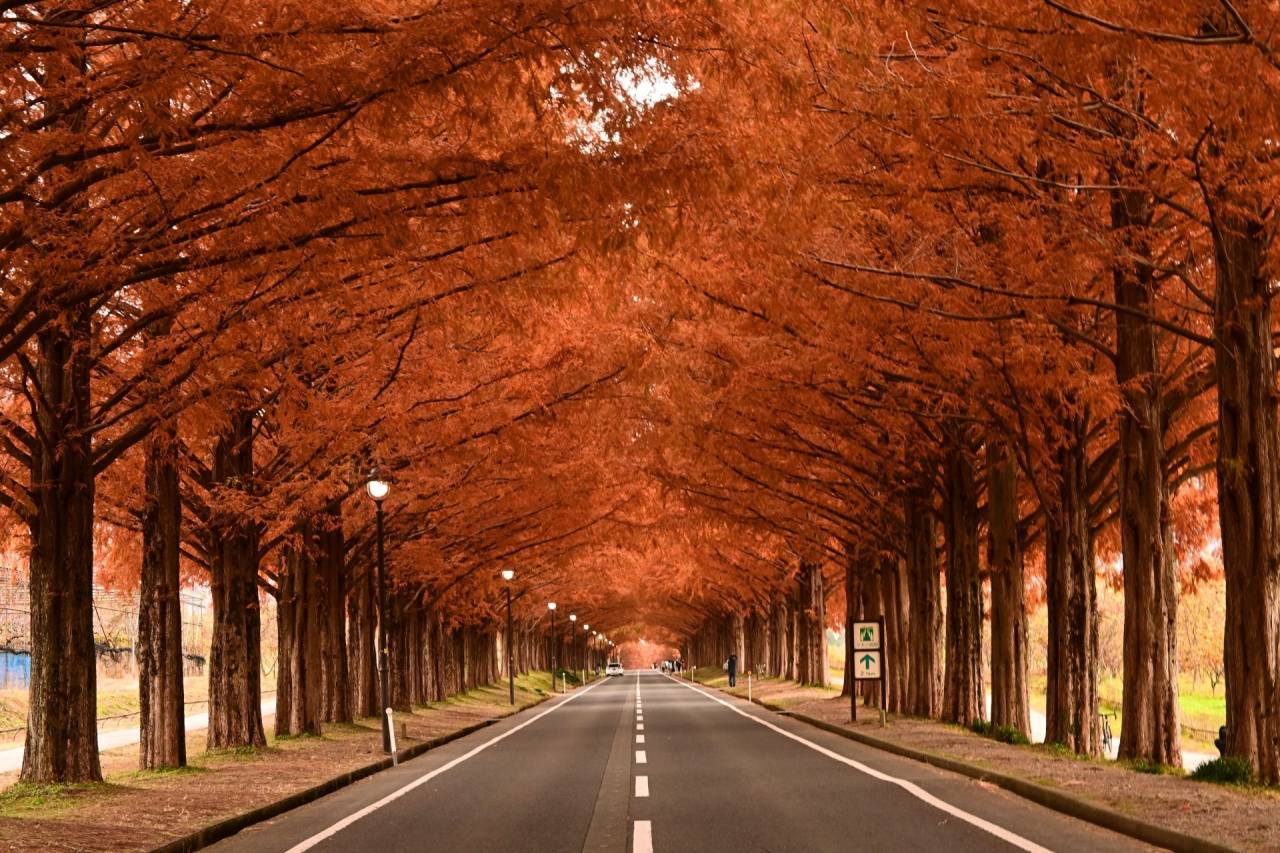 2大紅葉めぐり！赤の絨毯！鶏足寺「もみじの旧参道」とマキノピックランド「メタセコイア並木」の紅葉【久宝寺・近鉄八尾・八戸ノ里・新石切発】2