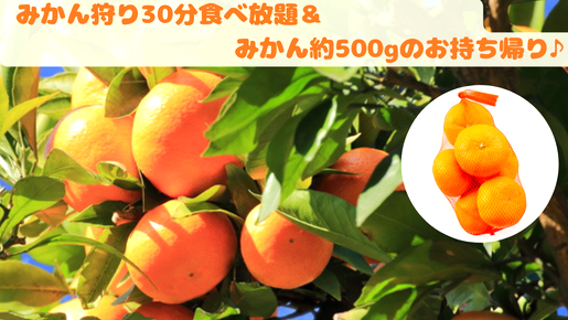 ＜Web割対象商品＞【キングツアーバス旅】どっさどっさ㏌静岡　みかん狩り食べ放題&三保の松原〔立川・京王八王子発〕3