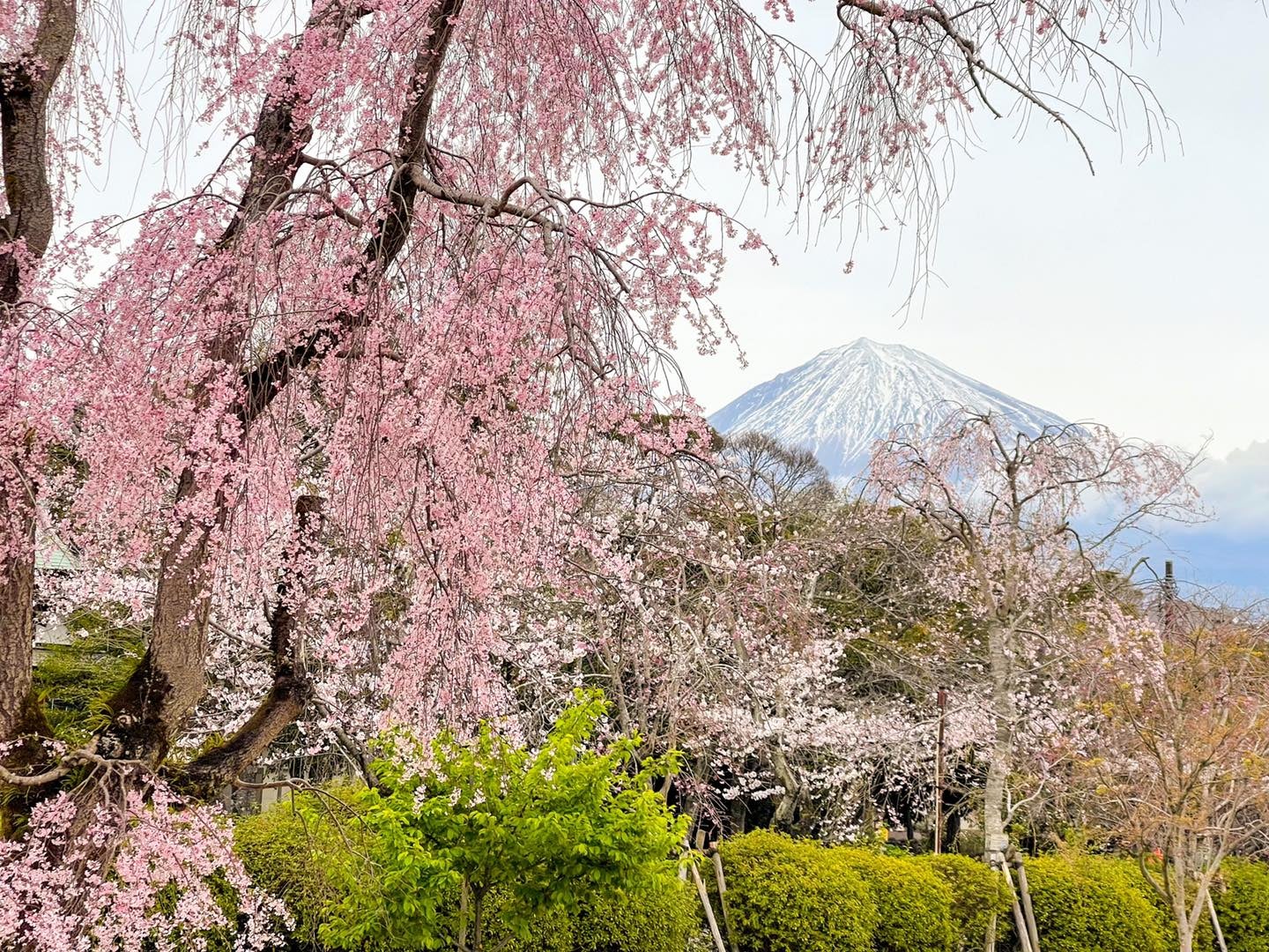 日蓮宗総本山「身延山久遠寺」と世界文化遺産「富士山本宮浅間大社」のソメイヨシノを巡るバスツアー2