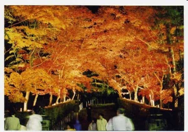 【千葉県内発】 紅葉に染まる晩秋の越後～清津峡・美人林・長岡もみじ園・松雲山荘ライトアップ～２日間1