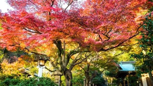 ＜Web割対象商品＞【キングツアーバス旅】錦秋の鎌倉の奥座敷　鎌倉ガイドと歩く♪鎌倉宮から瑞泉寺～永福寺跡～覚園寺〔聖蹟桜ヶ丘・府中・調布発〕3