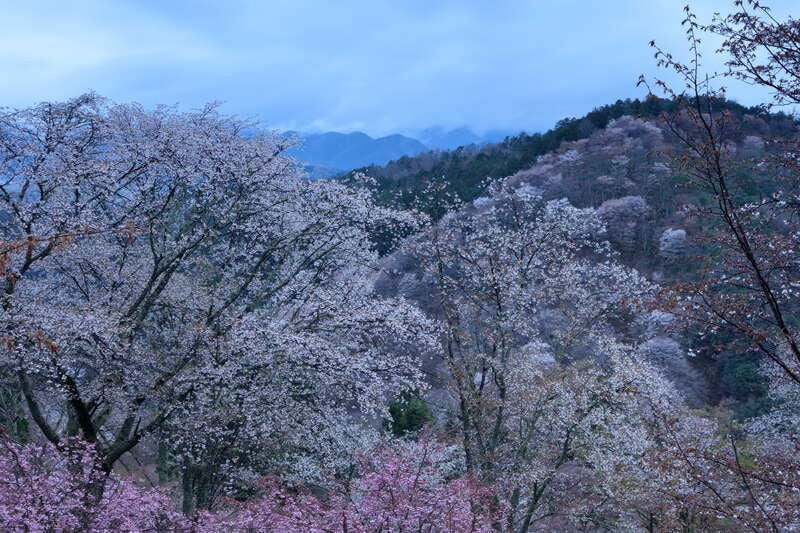 【彦根・八日市発】 一目千本！世界遺産「吉野千本桜」と多武峯「談山神社」・日本のはじまり「橿原神宮」　桜名所めぐり　日帰り1