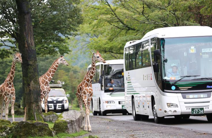 【早割30】[池袋発]vipツアー限定！自社運営レストラン【かにと和牛富士山亭】に行くシリーズ♪贅・贅・贅沢『極太たらばつき』！【神戸牛しゃぶしゃぶ食べ放題】の昼食＆迫力に圧倒！富士サファリパーク♪日帰りバスツアー！3
