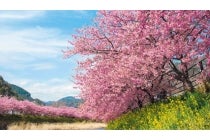 【スタンダード:源泉オーシャンビュー露天風呂】〔遊山〕一足早い春の彩り「河津桜まつり」と「伊豆リトリート 熱川粋光 by 温故知新」1