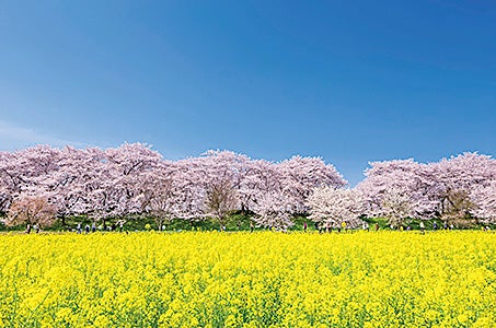 新宿発 桜名所!幸手権現堂の桜堤菜の花・日本一の桃の里 古河ハナモモ 3つの花めぐりとうな重のご昼食 日帰り　うな重と３つのお花をお楽しみ！2