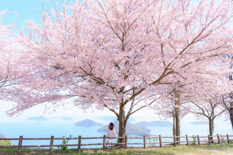 【呉・阿賀発】～さぬき桜めぐり～大型バスでは行けない！紫雲出山の桜と琴弾公園　日帰り2