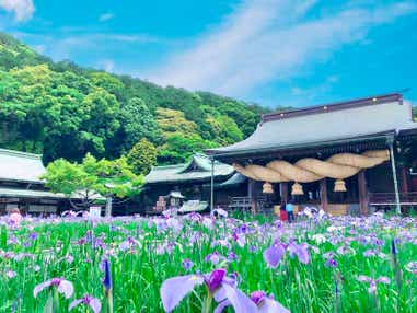 【岩国・玖珂発】 波の上のテラス マル・マーレ“創作イタリアン”と宮地嶽神社の花菖蒲　日帰り