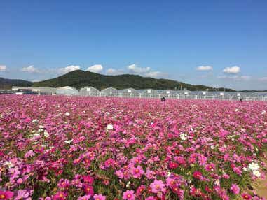 【大分駅発】 花の海100万本のコスモス・秋吉台黄金色に輝くすすき・海上アルプスの青海島　山口３つの秋の絶景めぐり　日帰り　