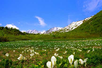 【富山県内発】 栂池高原の白い妖精～ミズバショウ観賞～　と 姫川源流自然探勝園の神秘体験　日帰り