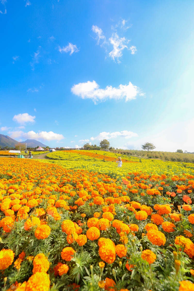 【栃木県内発】 天空の花園「くじゅう花公園」秋彩の大パノラマと雄大な阿蘇の大草原へ！黒川温泉・別府・湯布院をめぐる九州名所ゆったり周遊３日間1