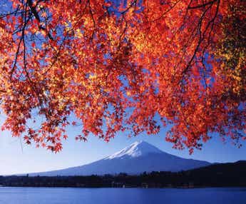 【山形県内発】 世界遺産富士山　富嶽七景めぐりと紅葉の昇仙峡・ 上野動物園と横浜みなとみらいの夜景3日間
