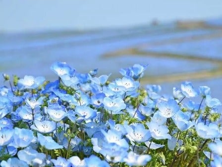 【新宿発】青の絨毯「ひたち海浜公園」ネモフィラの丘とあしかがフラワーパーク「大藤」観賞3