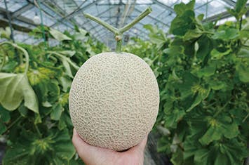 【四日市発】伊良湖マスクメロン狩り2玉お持ち帰りとメロン半玉まるかじりうなぎ釜飯のご昼食 日帰り　なんと！6月出発は佐藤錦1パック、7月出発は山梨白桃2玉のお持ち帰り付き♪