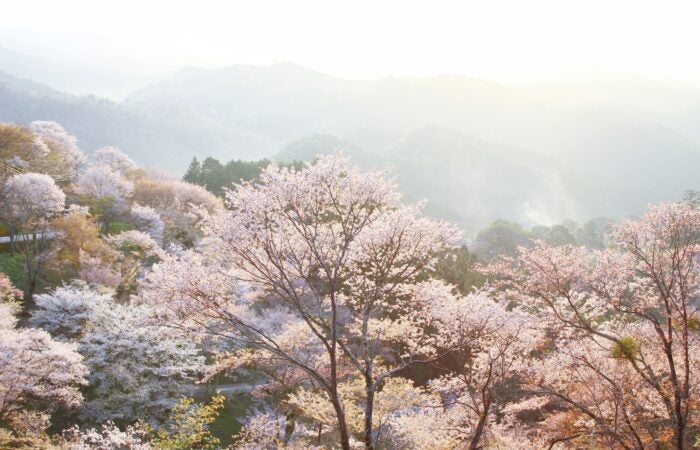 【梅田発】　吉野山と平城宮跡の桜 吉野山＆平城宮跡 桜の名所Ｗ鑑賞！奈良名物『柿の葉ずし』昼食付きツアー1