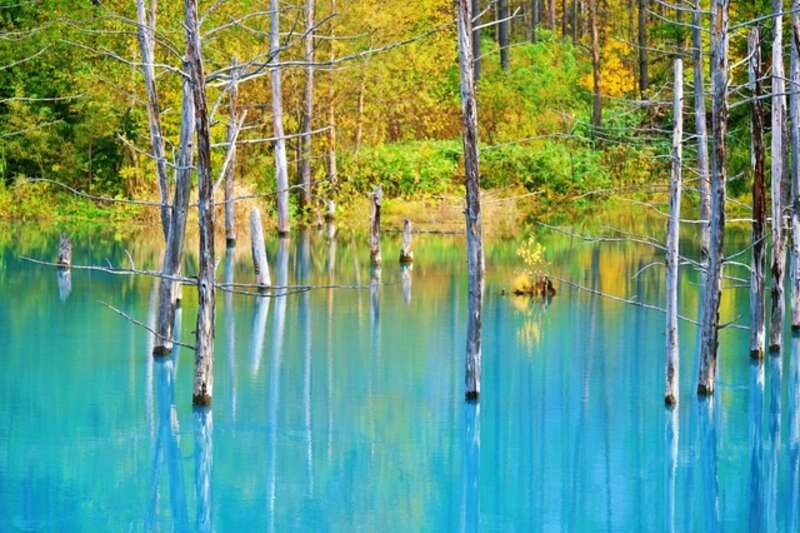 【花巻空港発】 花盛りの富良野・美瑛を巡る、七色のお花畑街道（3日間）3