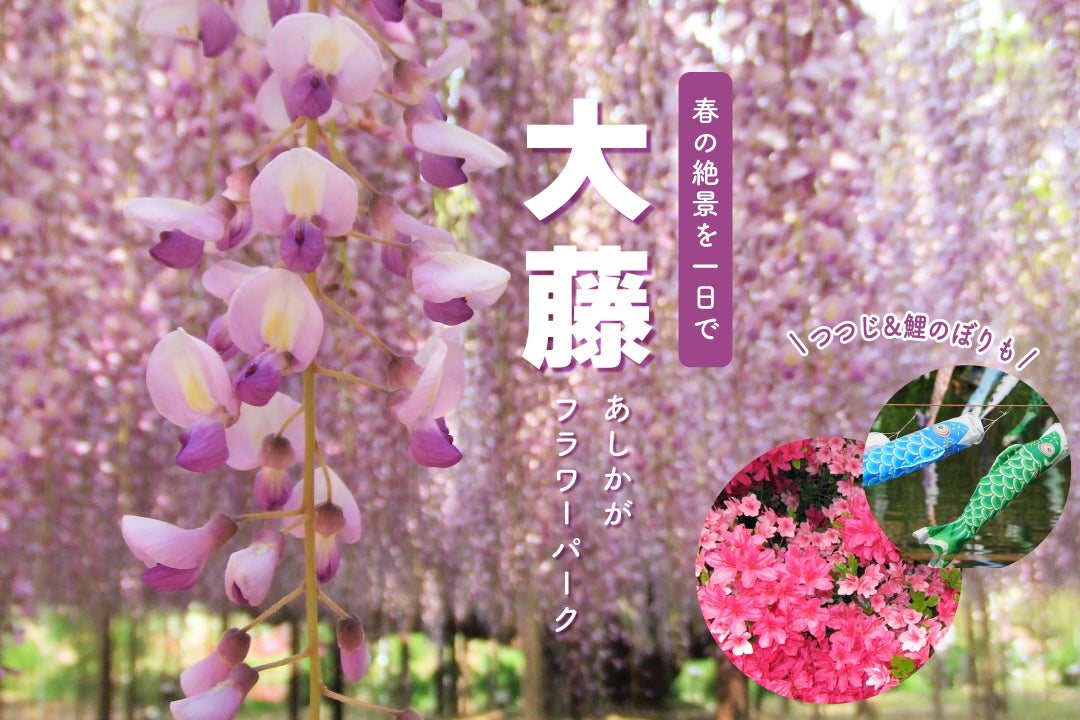 あしかがフラワーパークの大藤と館林つつじバスツアー
～鶴生田川のこいのぼりの里まつりも！～1