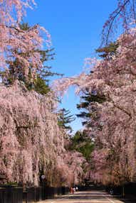 【福岡空港発】 みちのく三大桜めぐり３日間