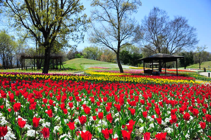 【愛媛県内発】 カフェジャルダンの芝桜とネモフィラ・チューリップ咲くまんのう公園　日帰り2