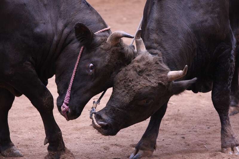 【七類港発】 お気軽隠岐の島！パワースポット玉若酢命神社と隠岐国分寺・牛突き見物　日帰り1