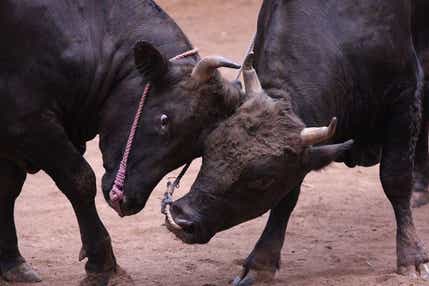 【七類港発】 お気軽隠岐の島！パワースポット玉若酢命神社と隠岐国分寺・牛突き見物　日帰り