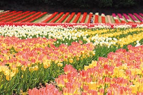 明石発
№1836 世羅高原チューリップ祭と花夢の里芝桜とネモフィラの丘1