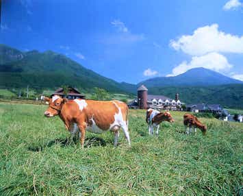 熊本産辛子高菜のお土産付き！天空の絶景！九重夢大吊橋空中散歩とマリーゴールドの花じゅうたん 　日帰り　