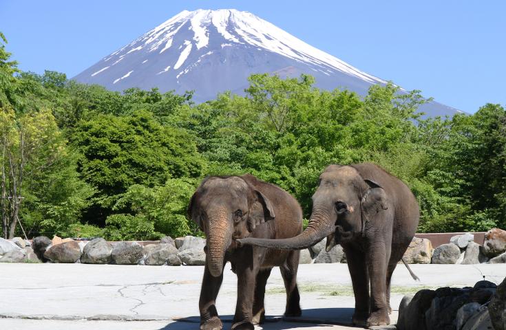 【早割30】[池袋発]vipツアー限定！自社運営レストラン【かにと和牛富士山亭】に行くシリーズ♪【神戸牛しゃぶしゃぶ食べ放題】の昼食＆迫力に圧倒！富士サファリパーク♪日帰りバスツアー！1