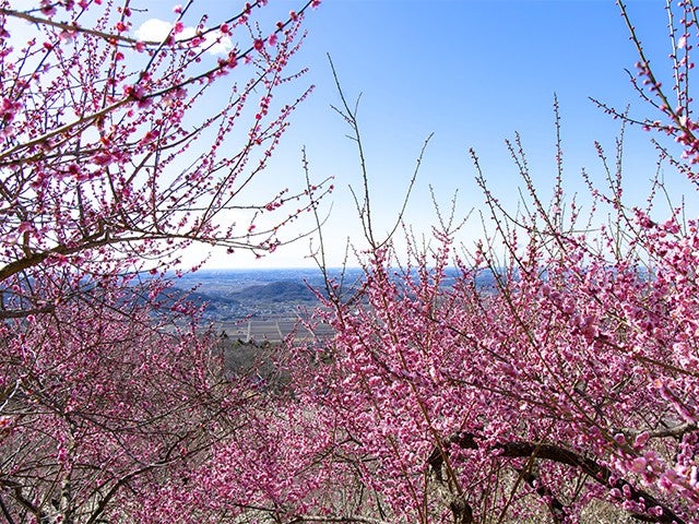 ■【茨城】茨城うめぇ～旅！？日本三名園 偕楽園「水戸の梅まつり」×筑波山梅林「筑波山梅まつり」＆新登場！「梅香膳」の昼食＆空中散歩！開業６０周年！筑波山ロープウェイ★3