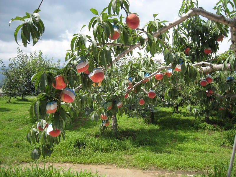 【栃木県内発】 甲州シャインマスカット1房狩り＆桃狩り食べ放題とご昼食はワイナリー併設レストランでシーフードピラフ3
