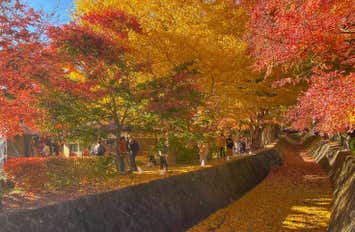 【早割30】[新宿発]早割で7,480円～!!河口湖もみじ回廊散策＆桔梗信玄餅詰め放題体験！季節のぶどう狩り食べ放題等、秋の遠足日帰りバスツアー！