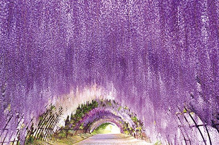 （博多発着）一度は行きたい河内藤園の藤棚　日帰り　とらふく刺身・あんこうのから揚げ・長州牧場牛を食す