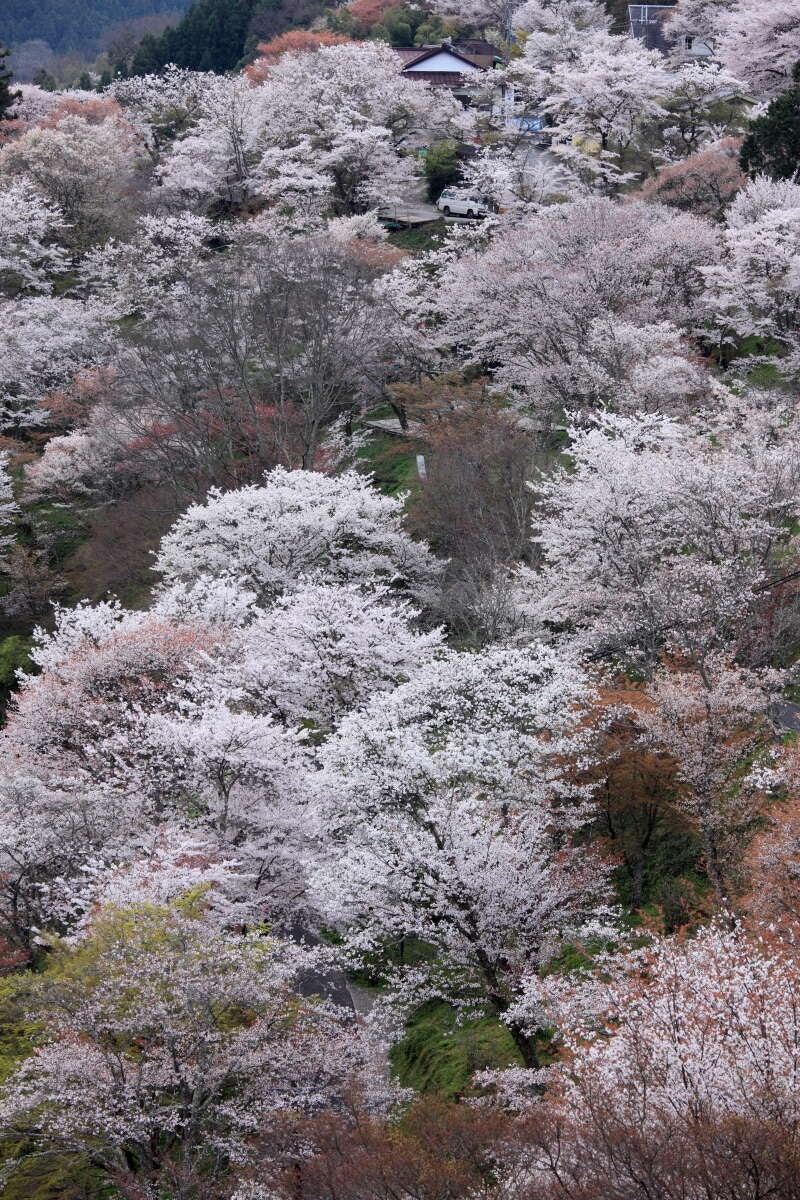 【愛媛県内発】 世界遺産「吉野千本桜」と春彩の万博記念公園・大阪城公園 ２日間1