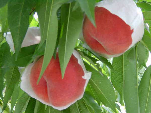 【静岡県内発】 読売特製化粧箱入白桃2箱付! 甲州白桃食べ放題3