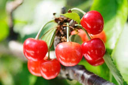 【大阪駅・新大阪駅・京都駅・敦賀駅・福井駅・金沢駅・新高岡駅・富山駅発】 本場・山形さくらんぼ狩り食べ放題!最上川舟下り・午歳御縁年の羽黒山・蔵王・山寺 まるごと山形 3日間