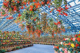 龍野・花田・三木　発
なばなの里イルミネーション3