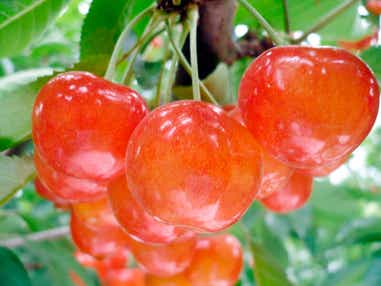 【青森県内発】 南部町名川さくらんぼ狩りと櫛引八幡宮 日帰り