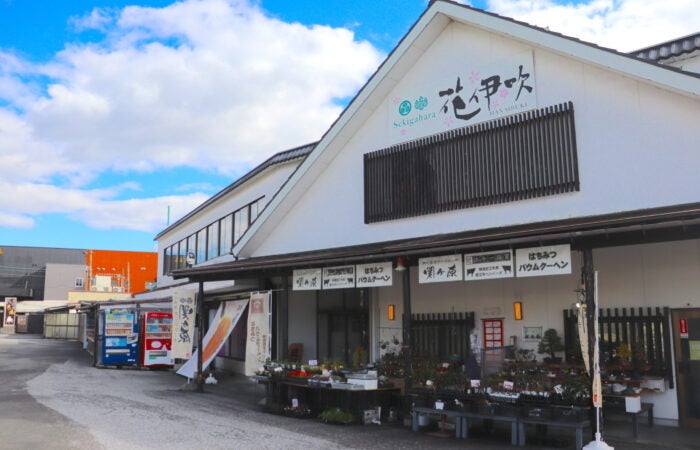 【名古屋発】鮎河千本桜＆海津大崎 鮎河千本桜と海津大崎を巡る日帰りバスツアー　春の滋賀絶景満喫プラン3