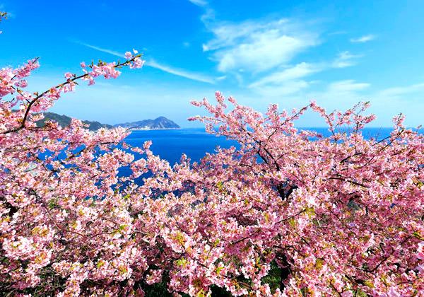 津久見河津桜と四浦海岸絶景ウォーキング1