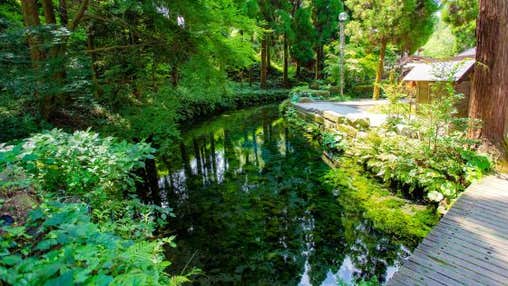 【バスハイク／天神発着】 添乗員同行 夏に行く！ととのう阿蘇たび 涼を求めて白川水源へ・パワースポット阿蘇神社 こだわりのチーズを使用したハンバーグランチ ☆門前町商店街でつかえる水基めぐりクーポン付き☆