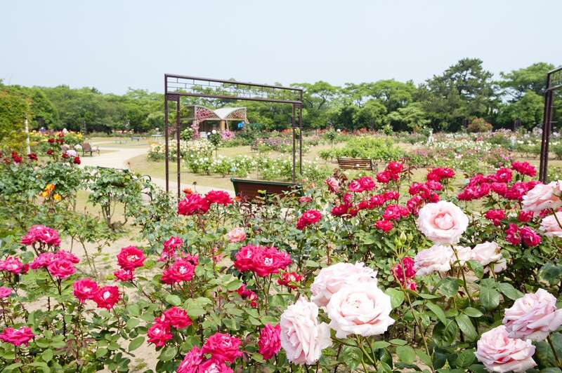 【下関・新下関発】老舗ラグジュアリーホテル「グランドハイアット福岡」で味わう贅沢ランチと初夏の彩り花めぐり　日帰り3