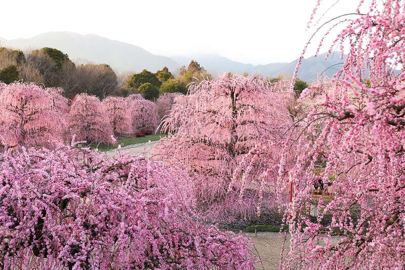 【阪神エリア発】 日本最大級のしだれ梅や名木が集う“鈴鹿の森庭園”と灯ミュージアム 日帰り3